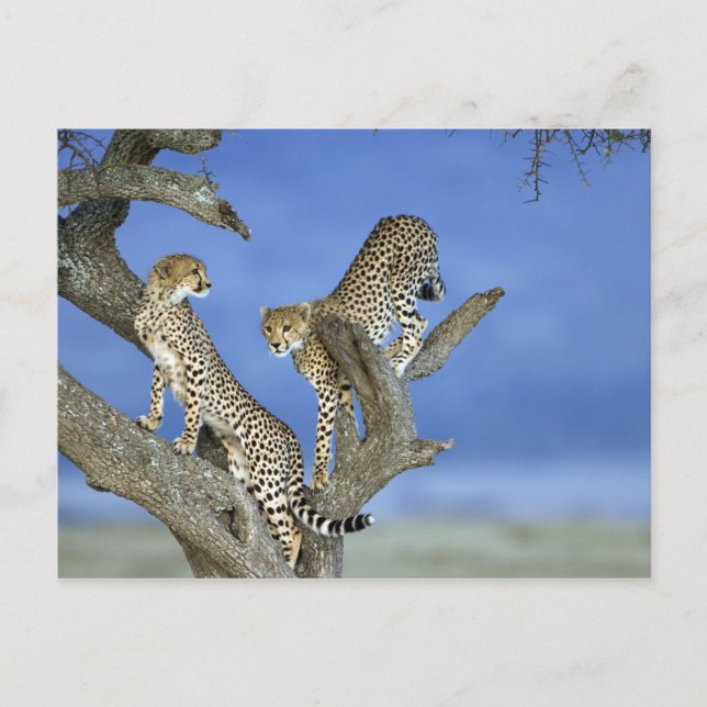 Cheetahs Postcard (Front)