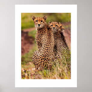 Cheetah's Poster