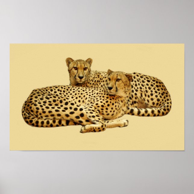 Cheetahs Poster (Front)