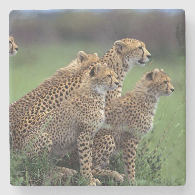 Cheetahs Stone Coaster (Front)