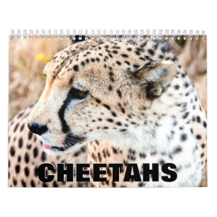 Cheetahs Wall Calendar
