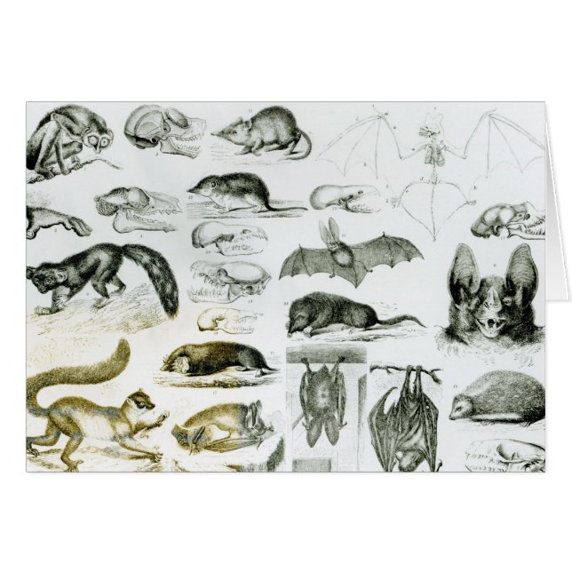 Cheiroptera, Insectivora (Front Horizontal)