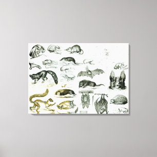 Cheiroptera, Insectivora Canvas Print