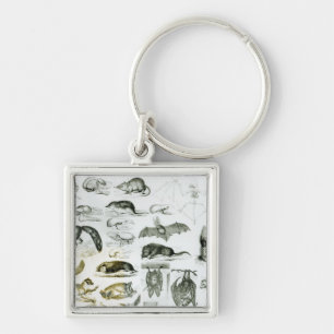 Cheiroptera, Insectivora Key Ring