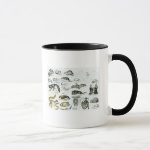 Cheiroptera, Insectivora Mug