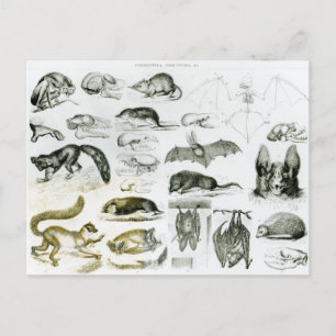 Cheiroptera, Insectivora Postcard