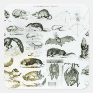 Cheiroptera, Insectivora Square Sticker
