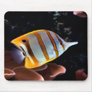 Chelmon rostratus mouse mat