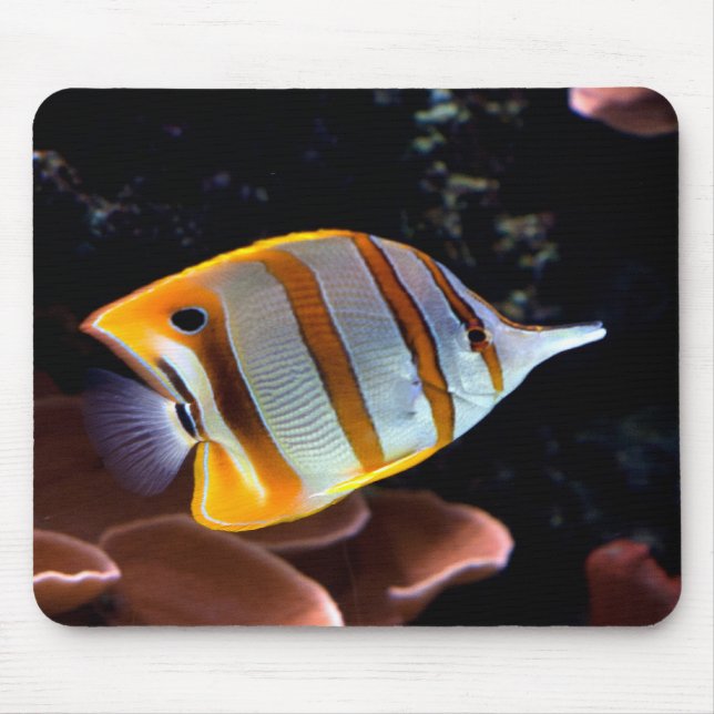 Chelmon rostratus mouse mat (Front)