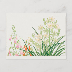 Chelone barbata, Ornithogalum by Tanigami Konan Postcard