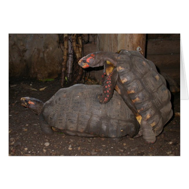 Chelonoidis carbonaria (Front Horizontal)