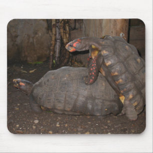 Chelonoidis carbonaria mouse mat