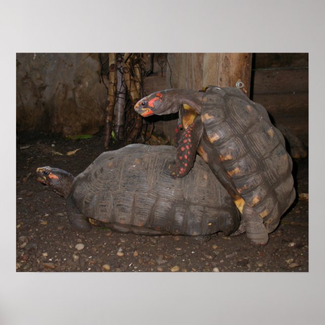 Chelonoidis carbonaria poster (Front)