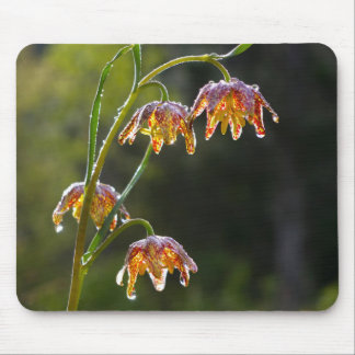 Chequered Lily Dew Drops Flower Photo © Sandy Long Mouse Mat