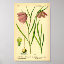 Chequered Lily (Fritillaria meleagris)