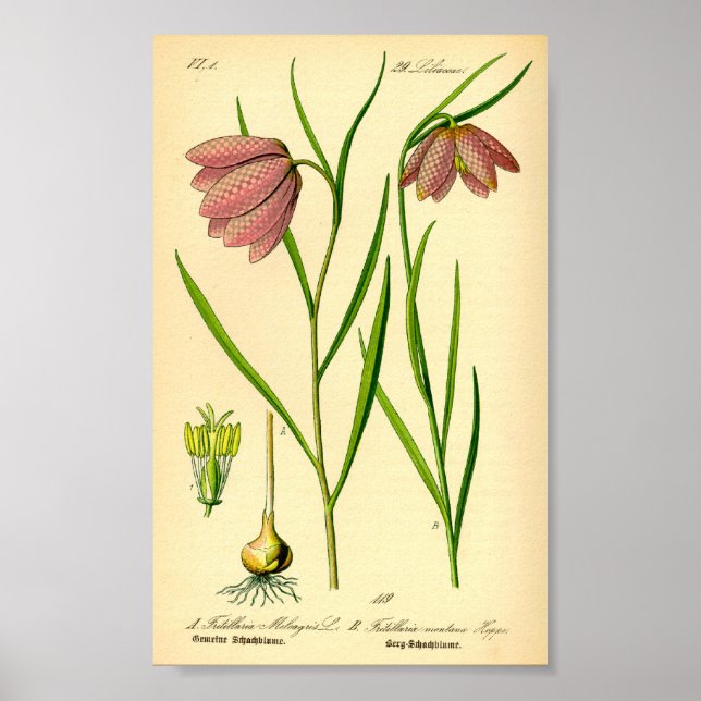 Chequered Lily (Fritillaria meleagris) Poster (Front)