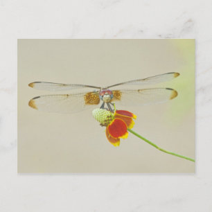 Chequered Setwing (Dythemis fugax) on Mexican Postcard