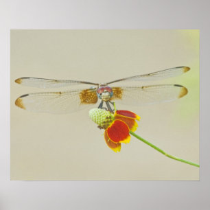 Chequered Setwing (Dythemis fugax) on Mexican Poster