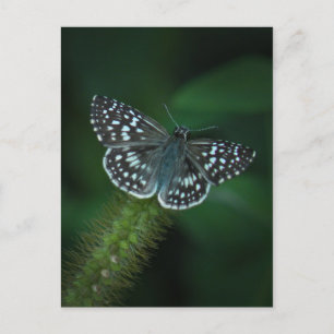 Chequered Skipper Butterfly Postcard