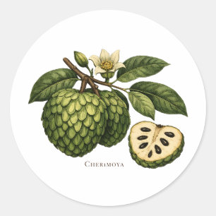 Cherimoya Fruit Branch Botanical Illustration  Classic Round Sticker