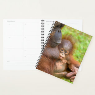 Cherished Orangutan Mother's Cuddle Planner