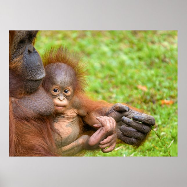 Cherished Orangutan Mother's Cuddle Poster (Front)