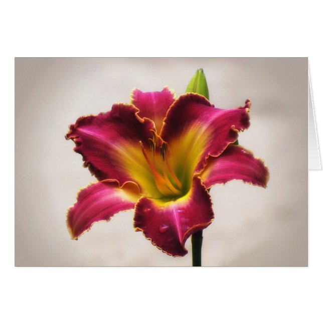 Cherokee Heritage Daylily (Front Horizontal)