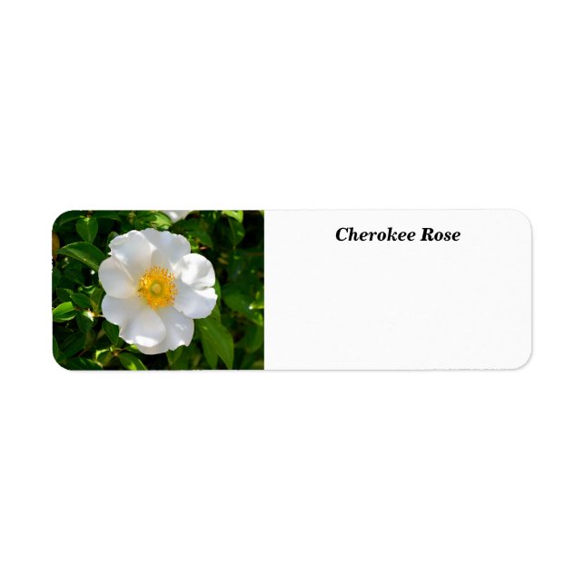 Cherokee Rose Flower  (Front)