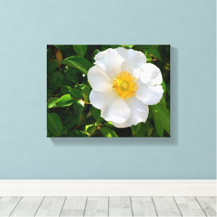 Cherokee Rose Flower Canvas Print