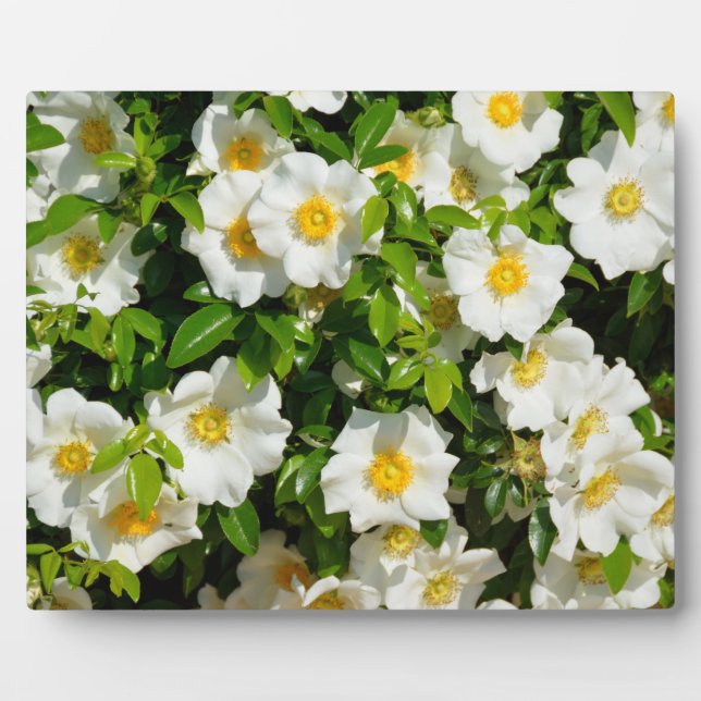 Cherokee Rose Official State Flower Georgia, USA Plaque (Front)