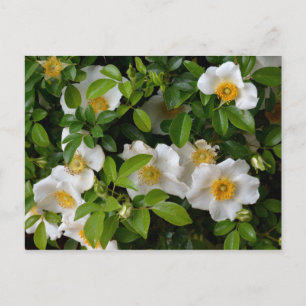 Cherokee Rose Postcard