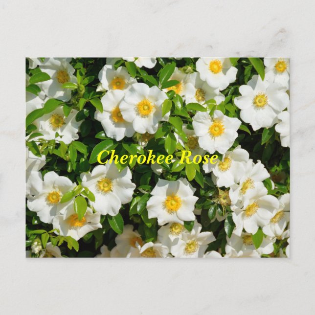 Cherokee Rose Postcard (Front)