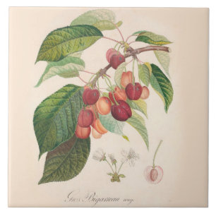 Cherries 6 X 6 inch Ceramic Tile Kitchen Decor