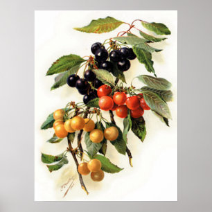 Cherries Botanical Print