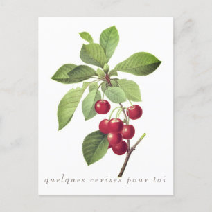 Cherries for you Postcard