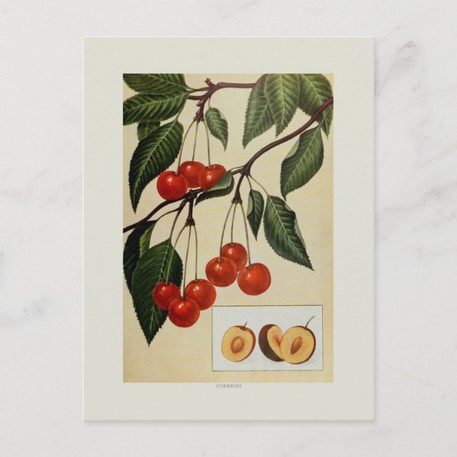 Cherries Postcard (Front)