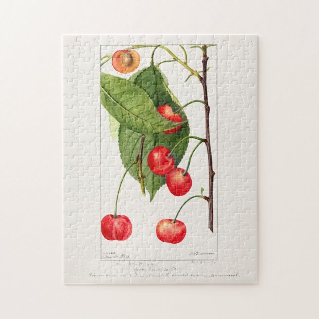 Cherries (Prunus Avium) Fruit Watercolor Painting Jigsaw Puzzle (Vertical)