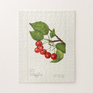 Cherries (Prunus Avium) Fruit Watercolor Painting Jigsaw Puzzle