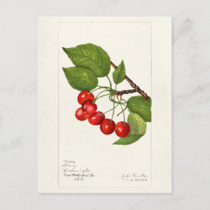 Cherries (Prunus Avium) Fruit Watercolor Painting Postcard
