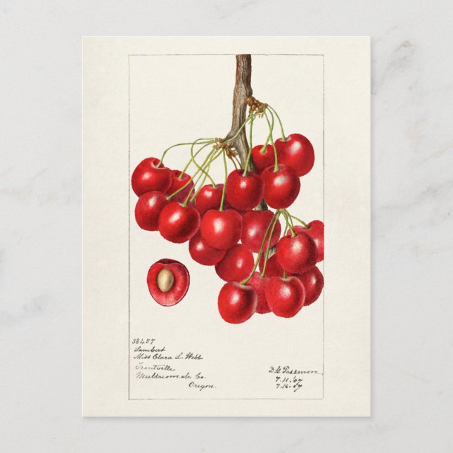 Cherries (Prunus Avium) Fruit Watercolor Painting Postcard (Front)