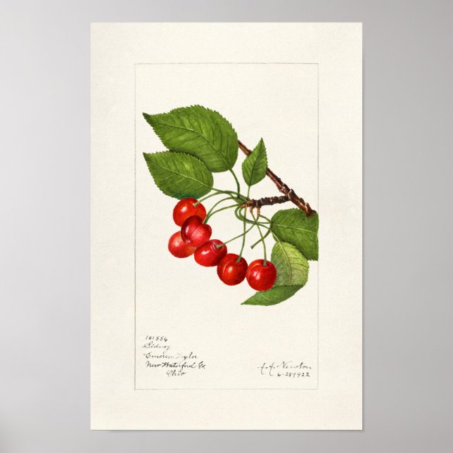 Cherries (Prunus Avium) Fruit Watercolor Painting Poster (Front)