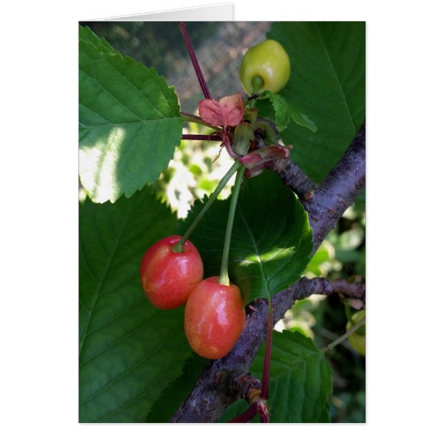 Cherries turning red (Front)