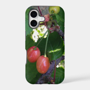 Cherries turning red