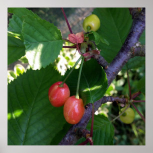 Cherries turning red poster