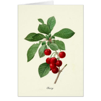 Cherry