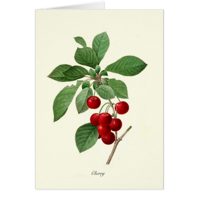Cherry (Front)