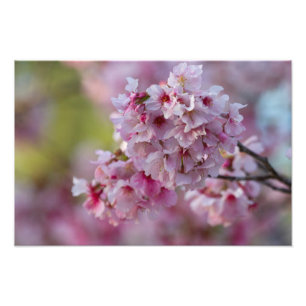 Cherry Blooms in March Photo Print