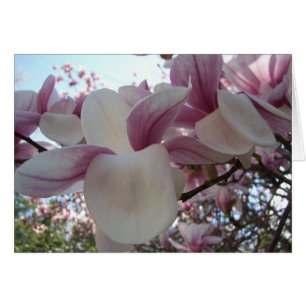 Cherry Blossom
