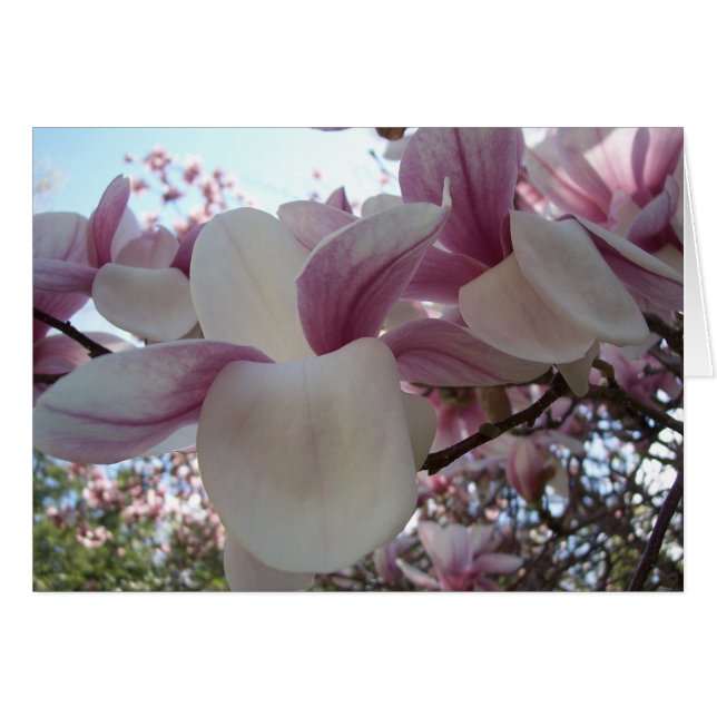 Cherry Blossom (Front Horizontal)