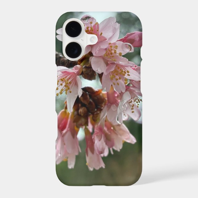cherry blossom (Back)